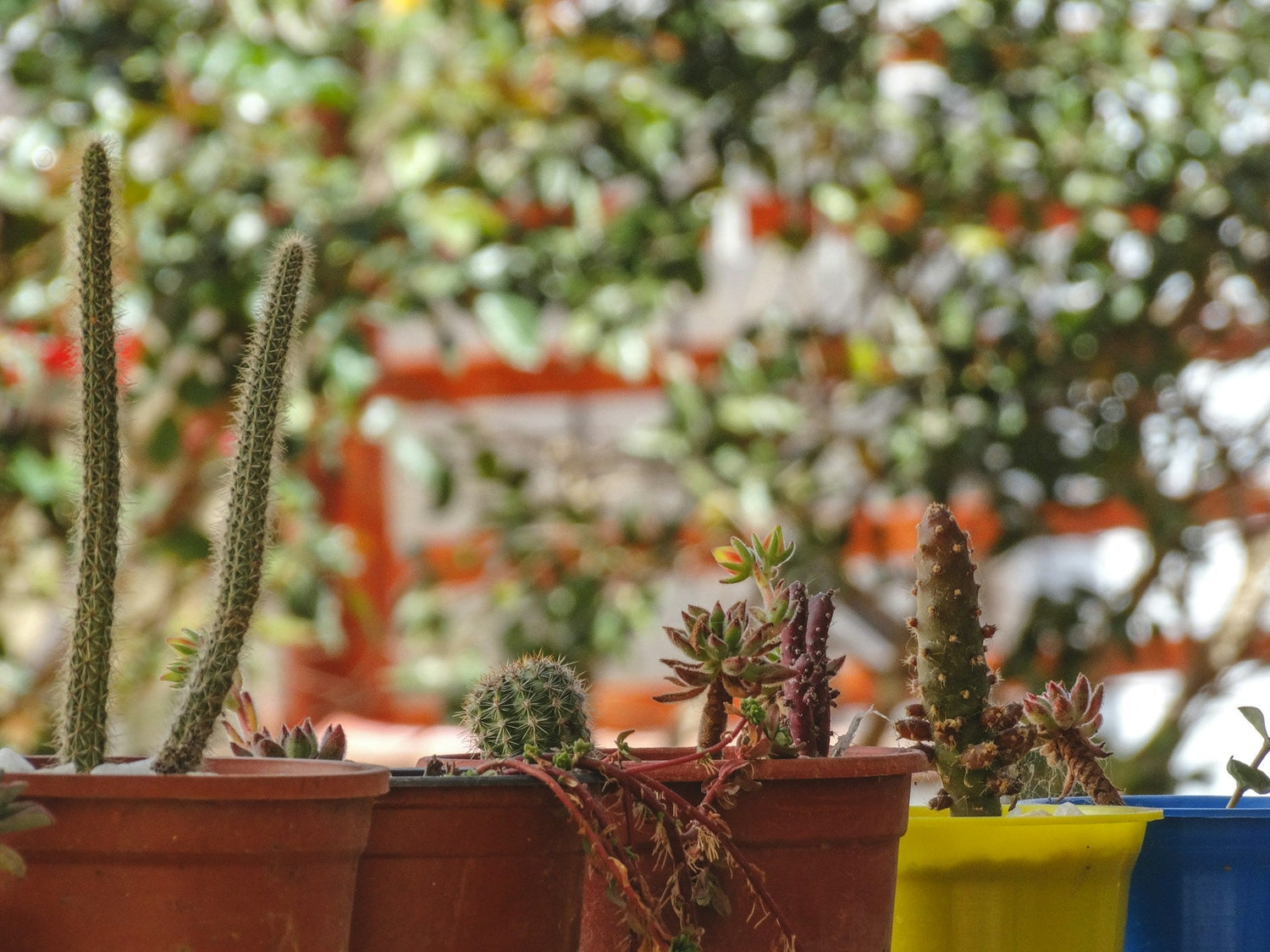Garden Decorations